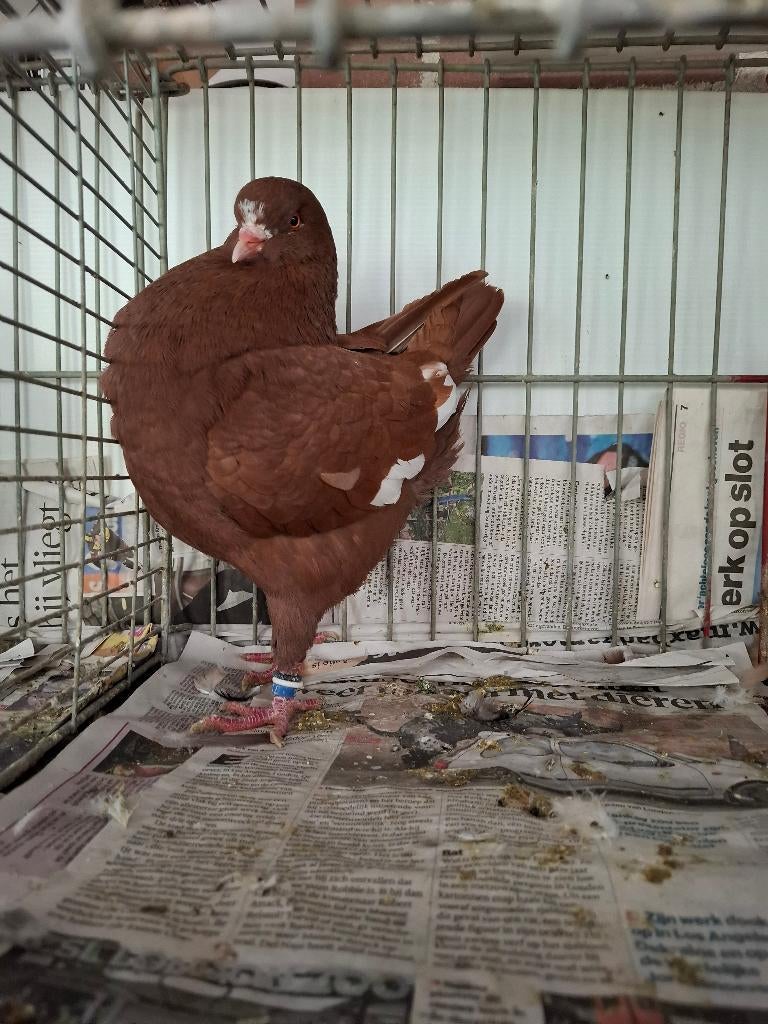 KING ROOD/WITTE DOFFER, Dieren en Toebehoren, Vogels | Duiven, Mannelijk, Overige soorten