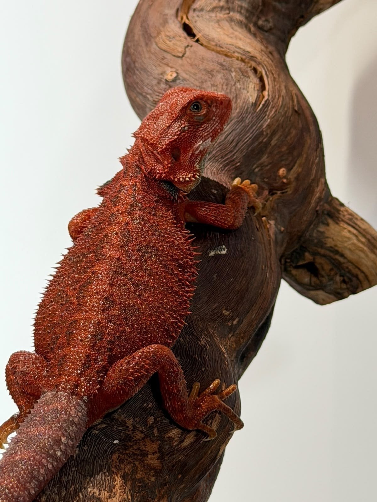 Pogona Vitticeps, Animaux & Accessoires, Lézard, 0 à 2 ans