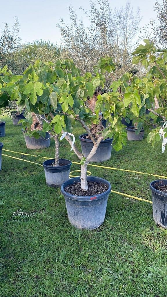 ‼️vijgenbomen rechtstreekse import spanje ‼️, Tuin en Terras, Ophalen