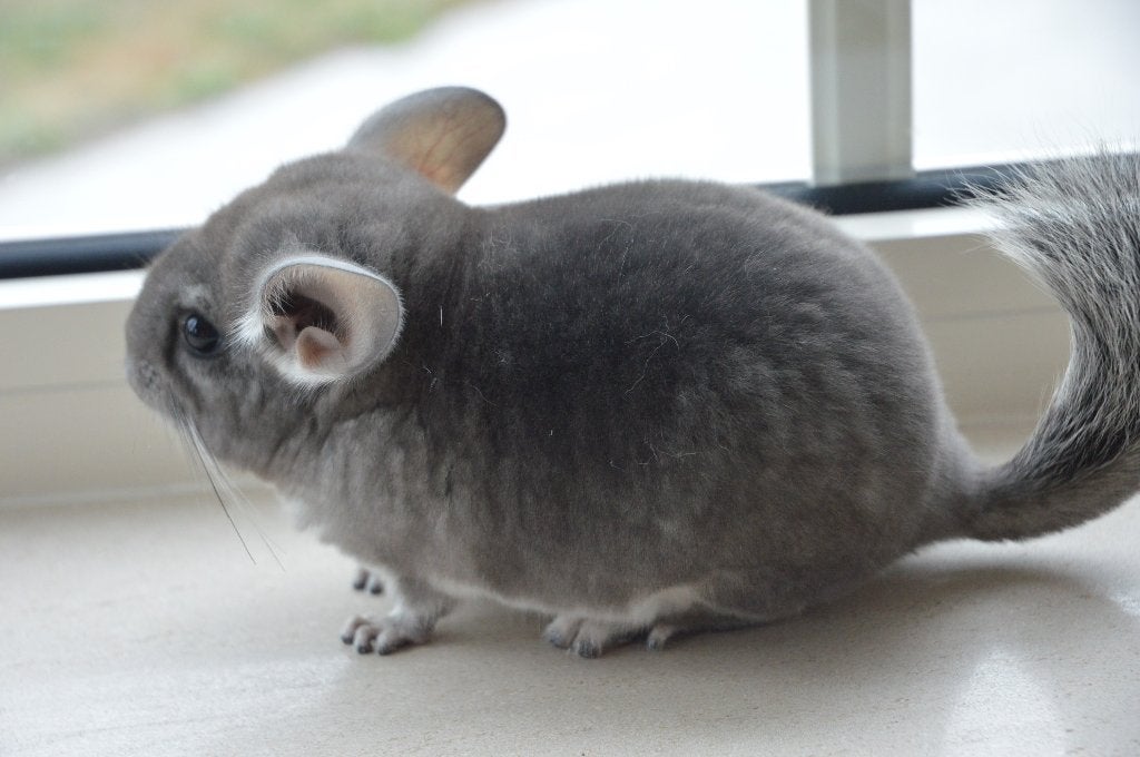chinchilla jonge vrouwtjes, Dieren en Toebehoren, Chinchilla, Juni, Vrouwelijk, Tam