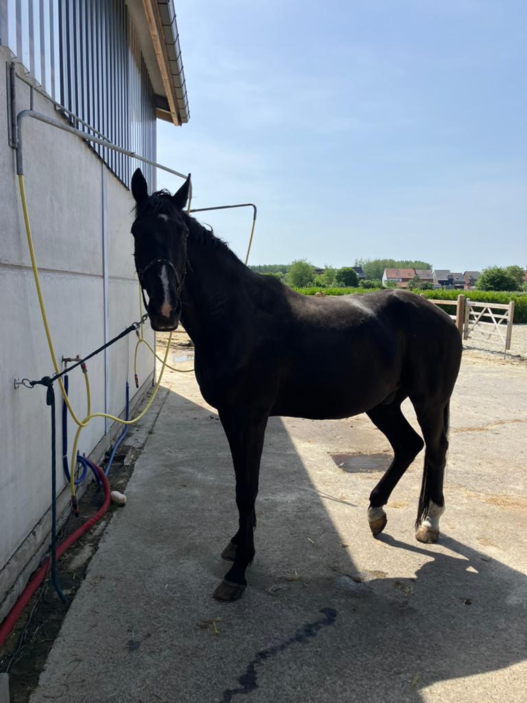 Mooi groot  paard, 175 cm of meer, Met stamboom, Ruin, Niet van toepassing