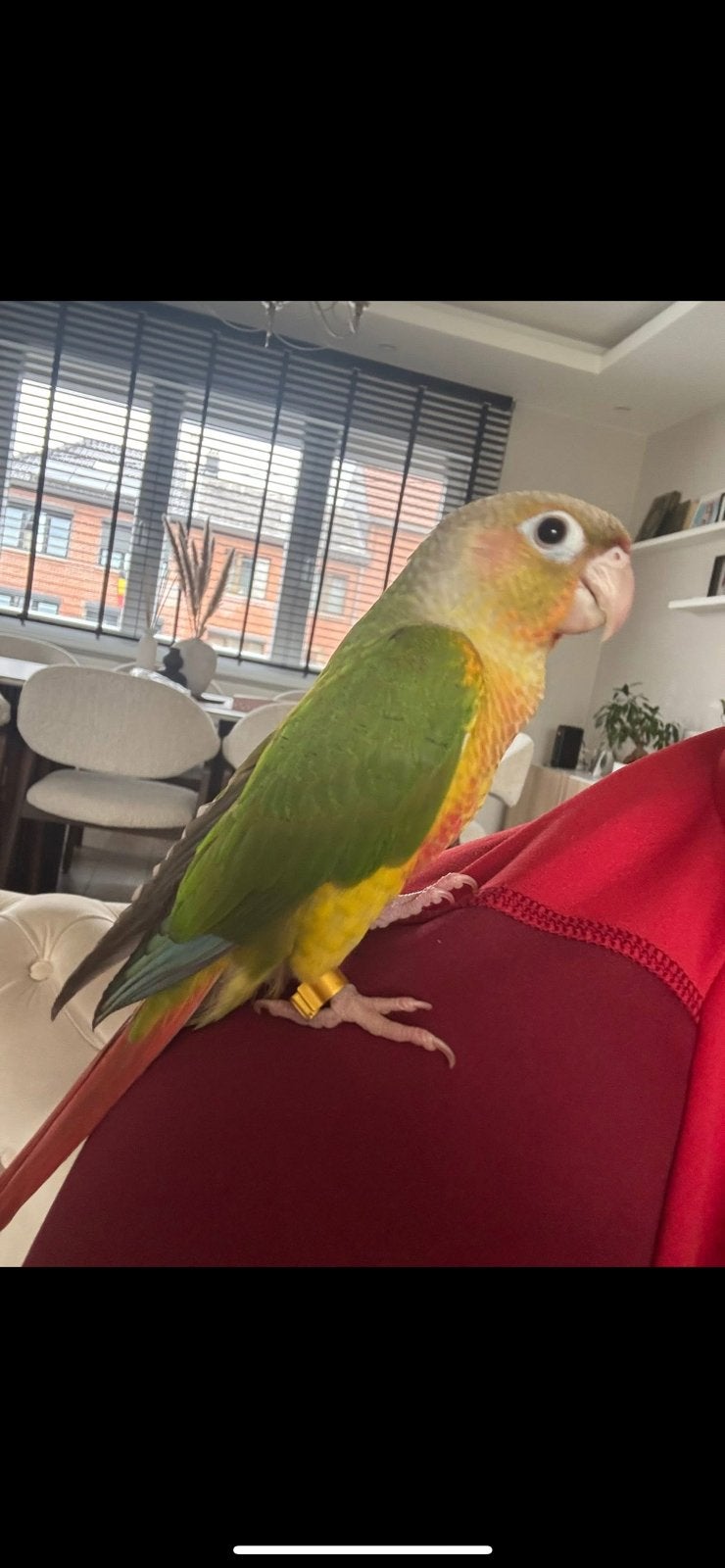 Conure eam, Dieren en Toebehoren