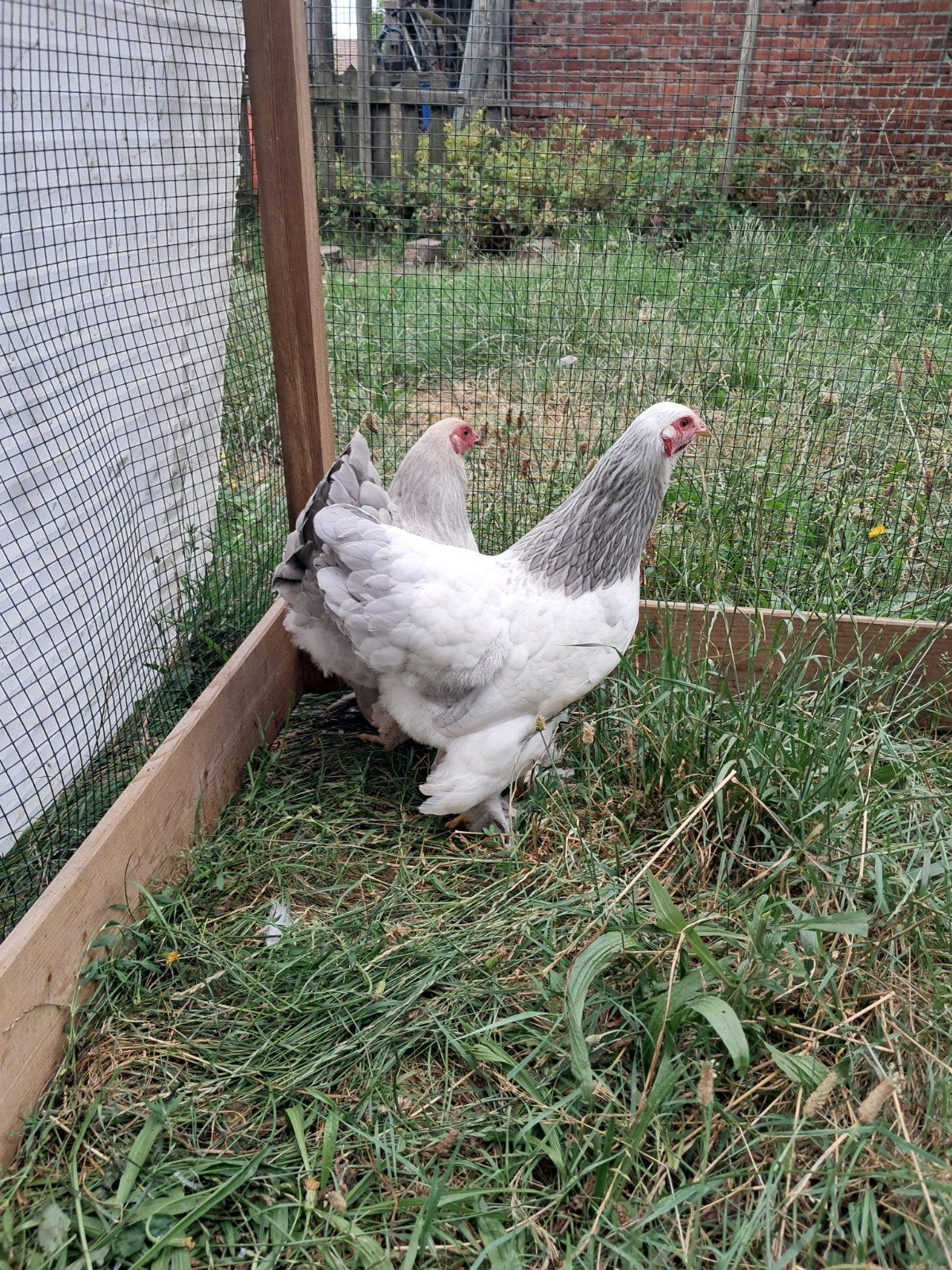 Brahma kriel hennen, Dieren en Toebehoren, Pluimvee, Vrouwelijk, Kip