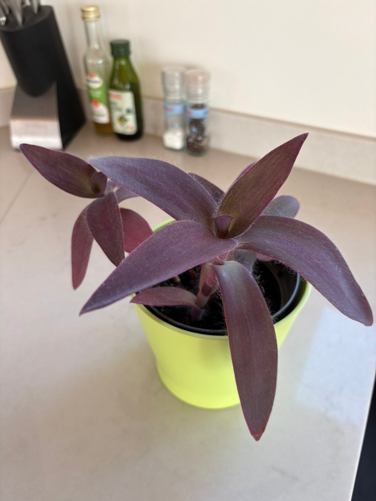 Tradescantia Pallida, Huis en Inrichting, Kamerplanten, Ophalen of Verzenden