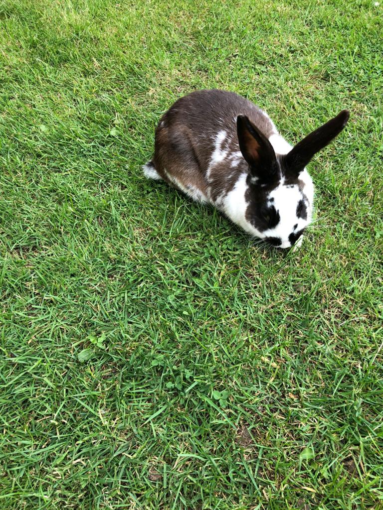 Konijn vlinder konijn ram, Dieren en Toebehoren, Konijnen, Groot