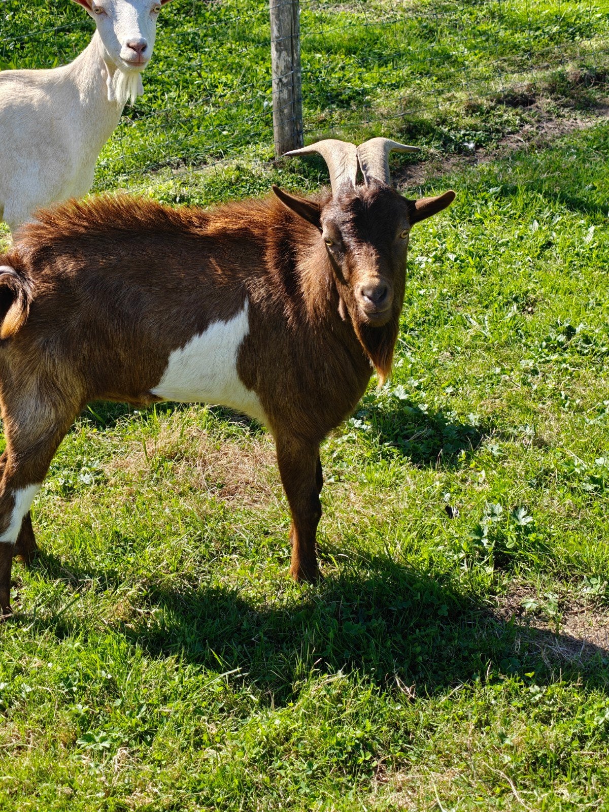 geitenbok 2 jaar oud, Dieren en Toebehoren, Mannelijk, 0 tot 2 jaar