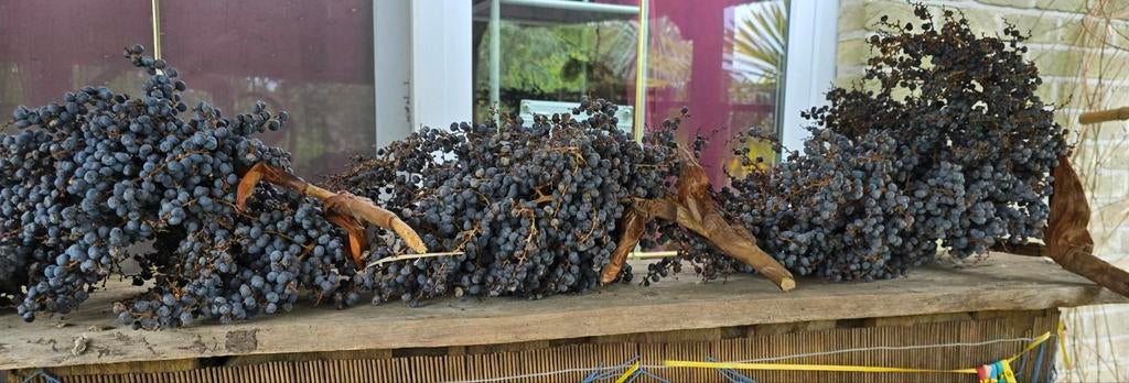 3 grote takken met rijpe zaden Trachycarpus Fortunei, Ophalen