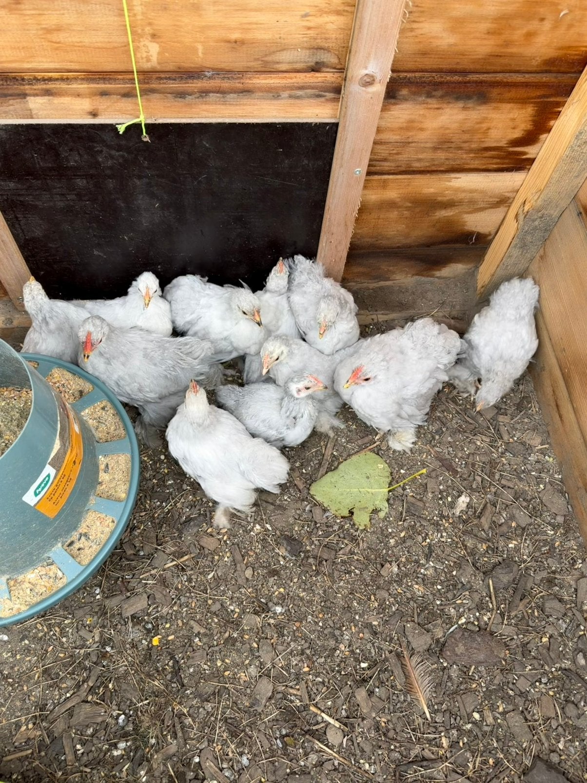 Cochin kriel kuikens parelgrijs, Dieren en Toebehoren, Geslacht onbekend, Kip