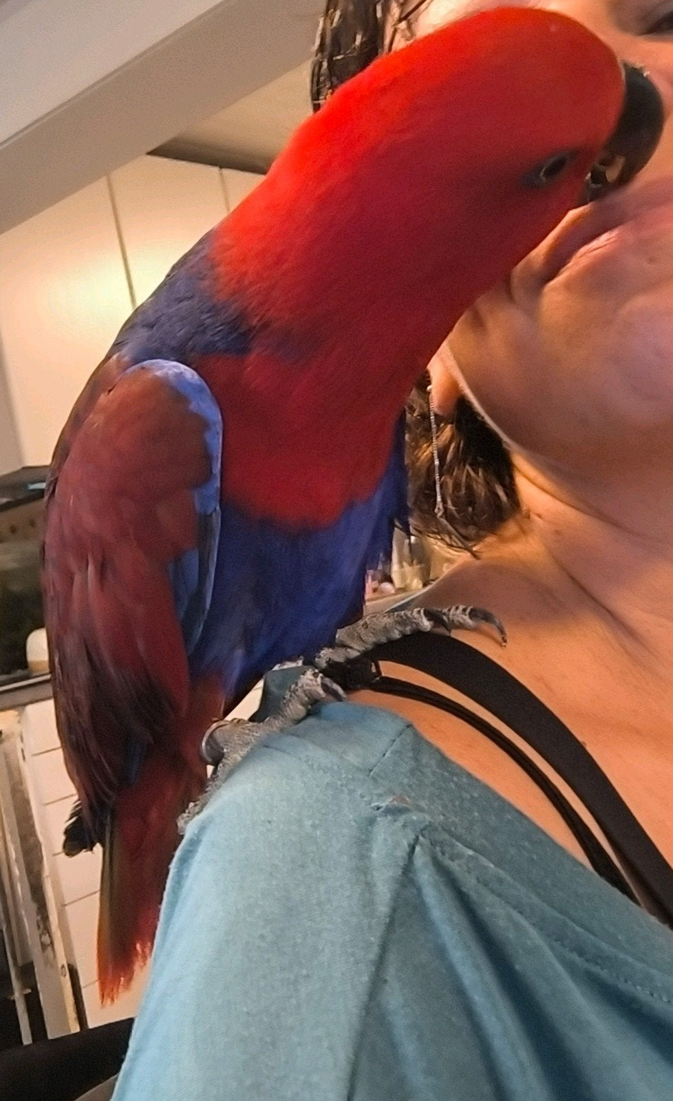 handtamme edelpapegaai pop MET kooi