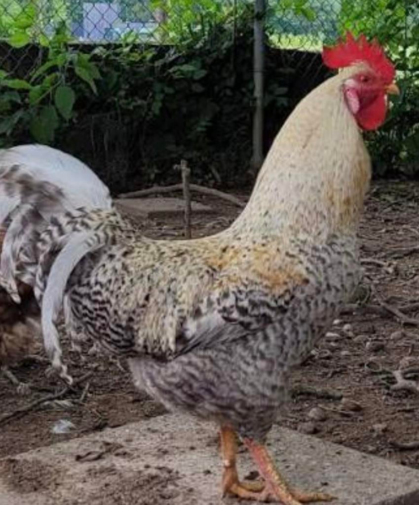 Broedeieren Cream legbar crested