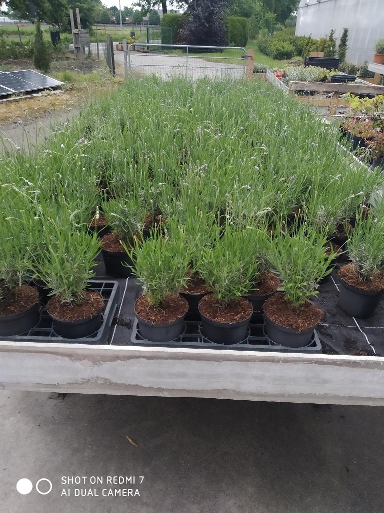 Lavendel hidcote en munstead, Ophalen, Bodembedekkers, Volle zon, Vaste plant