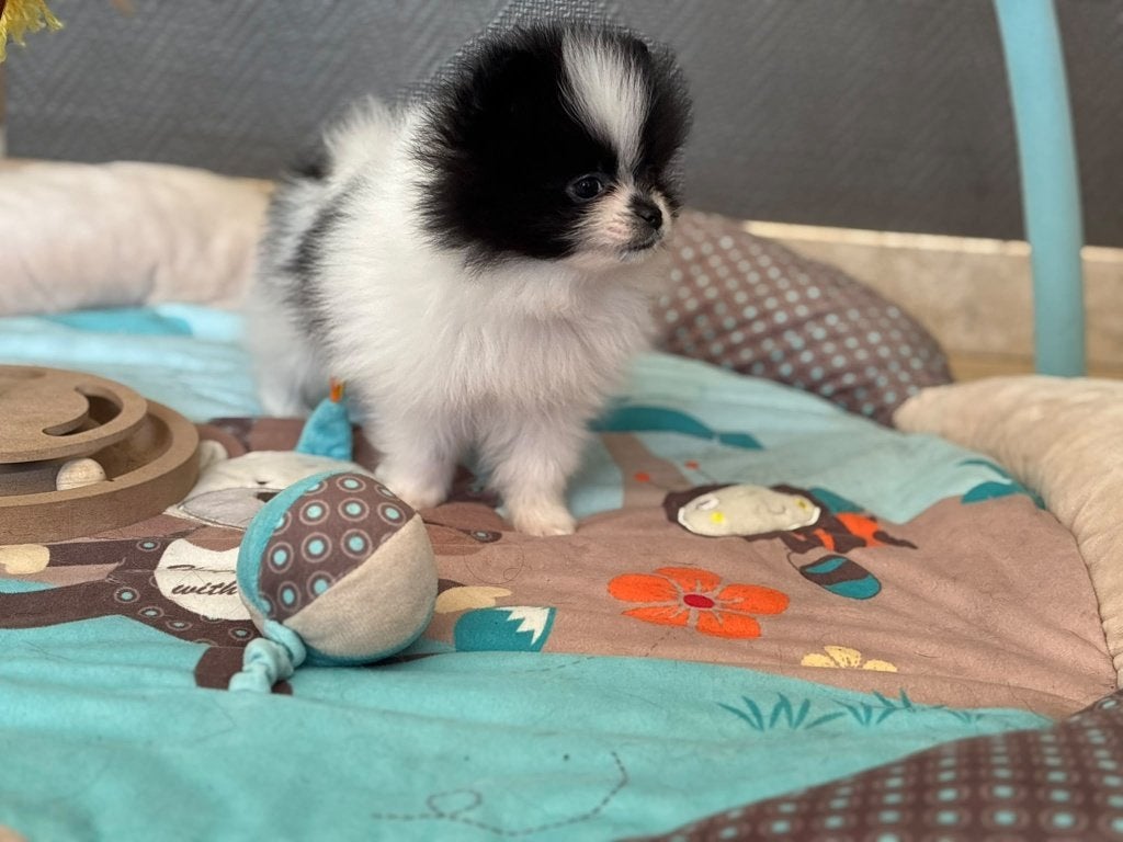 Pomeriaan pup (dwerg keesje) Rue, Loulou, Chien (mâle), Maladie de Carré (chiens), Belgique
