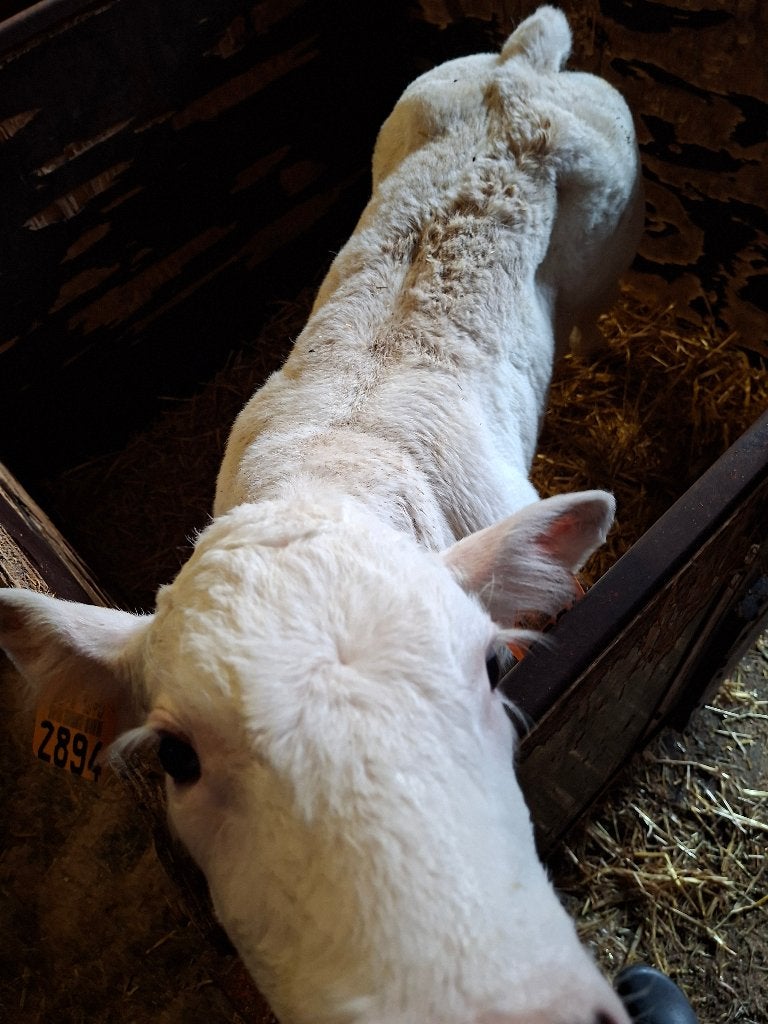 BWB kalveren te koop, Animaux & Accessoires, Bovins, Plusieurs animaux, 0 à 2 ans