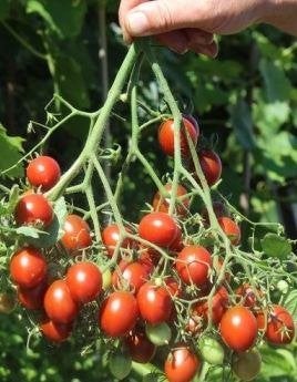 5 graines de Centiflor black hypertress, tomate cerise - bio, Jardin & Terrasse, Bulbes & Semences, Envoi, Printemps, Graine