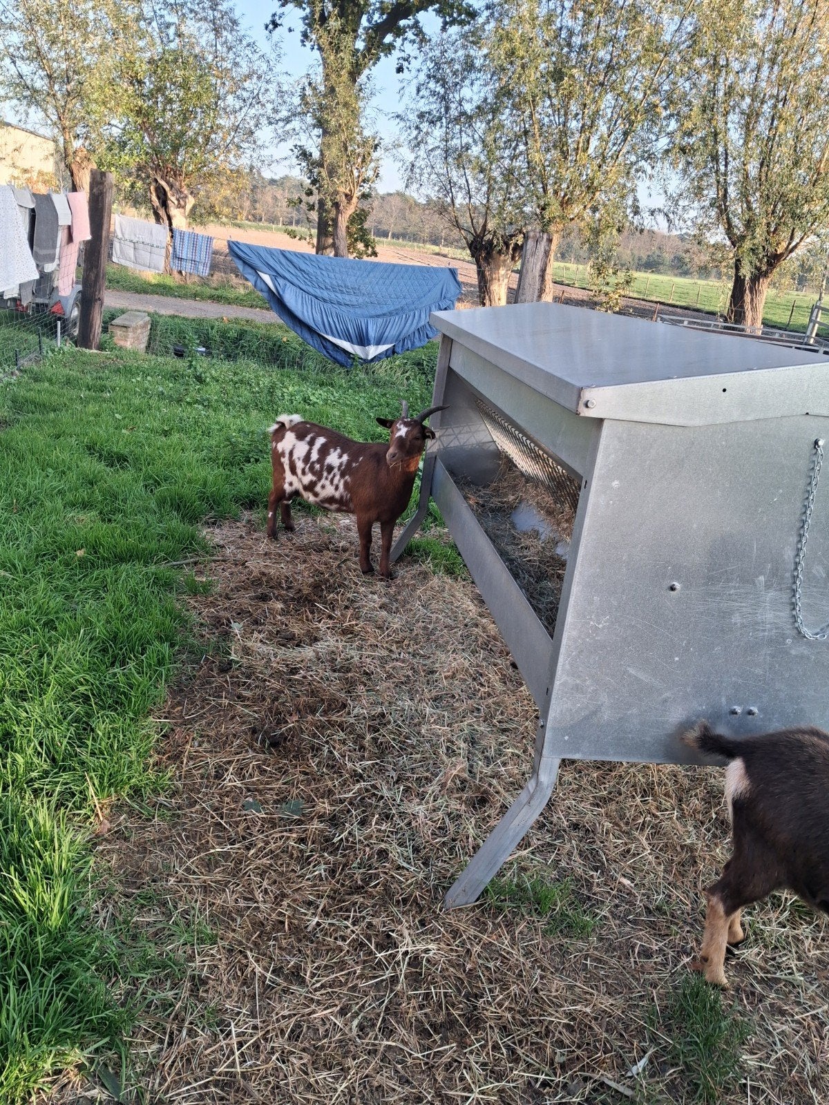 mooi 2jarig abricoos stip mieke ., Dieren en Toebehoren, Vrouwelijk, Geit, 0 tot 2 jaar