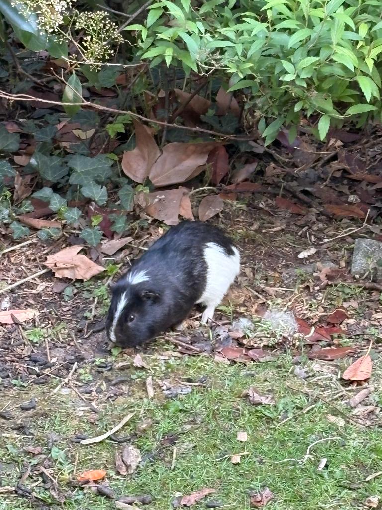 Cavia, September, Mannelijk, Cavia