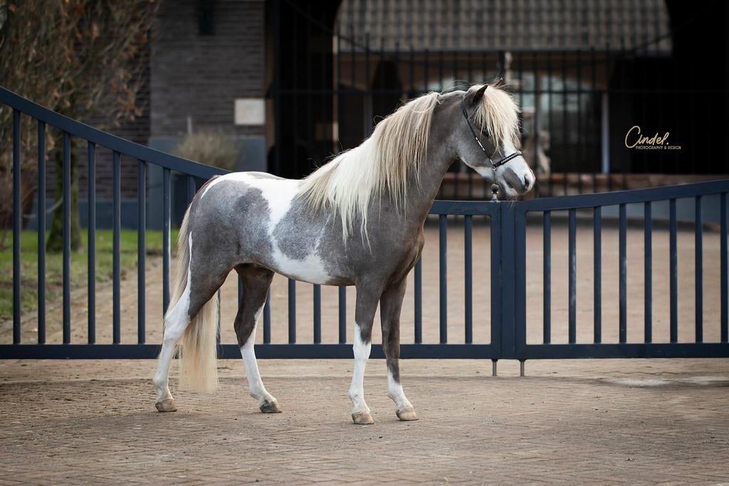 Amha nmprs hengst ter dekking, Dieren en Toebehoren, Paarden, Hengst