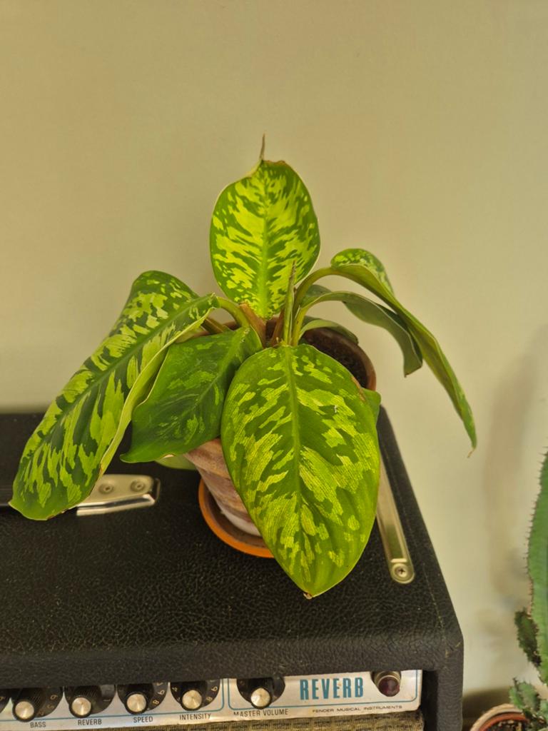 Homalomena,  kamerplant, Ophalen