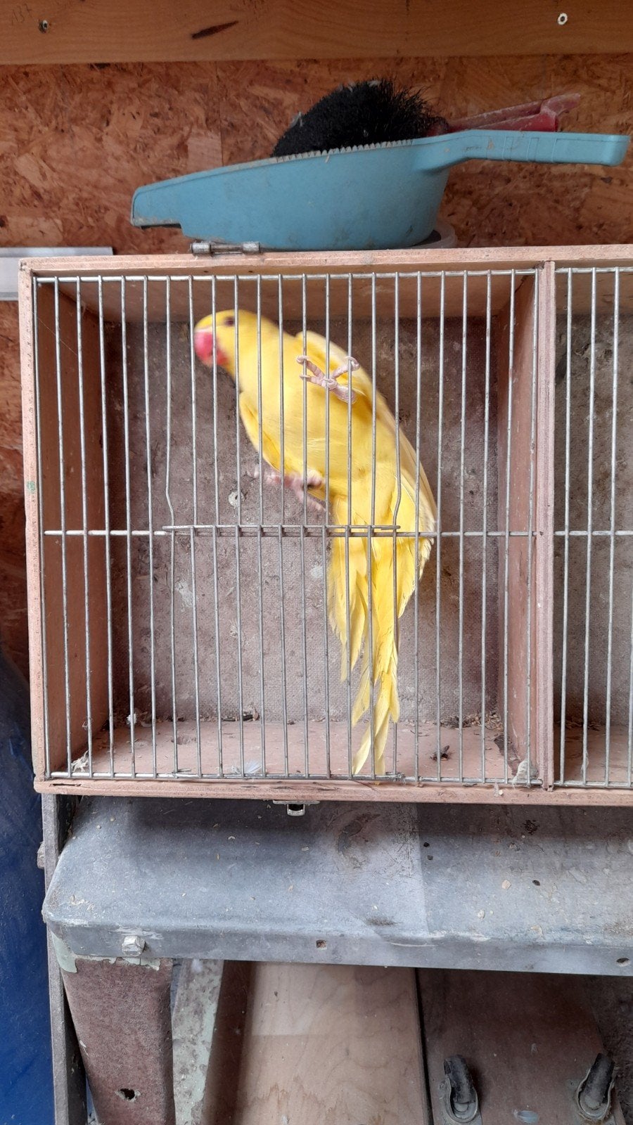 Halsband parkiet, Dieren en Toebehoren