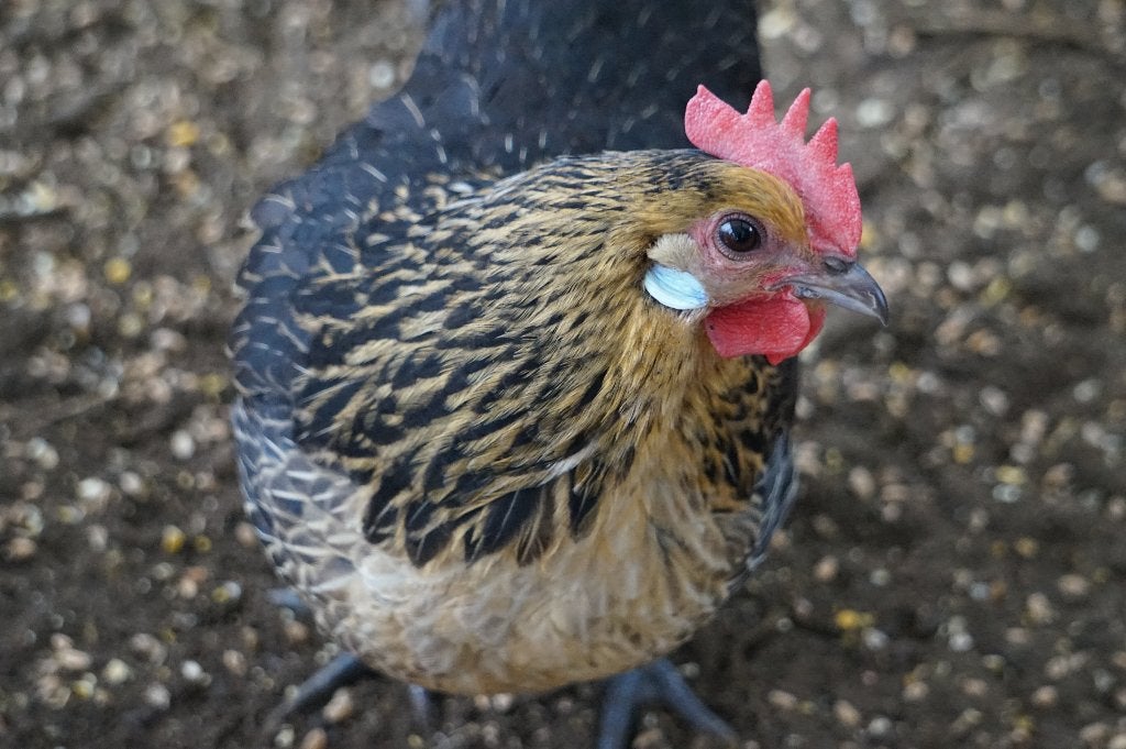 Krielkipjes - jonge hennetjes en haantjes, Meerdere dieren, Kip