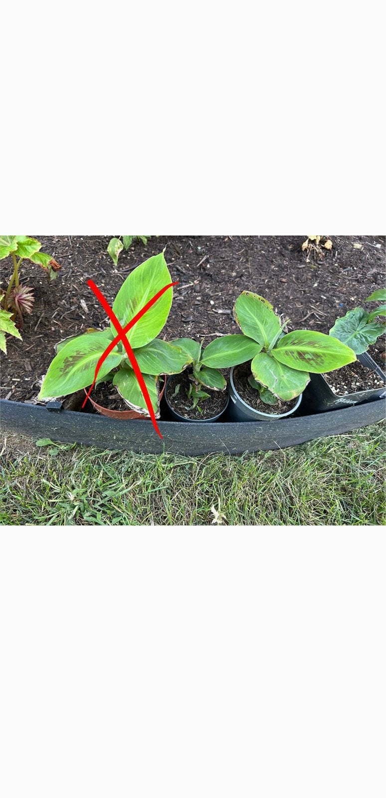 Musa dwarf cavendish en alocasia, Tuin en Terras, Ophalen, Vaste plant, Overige soorten