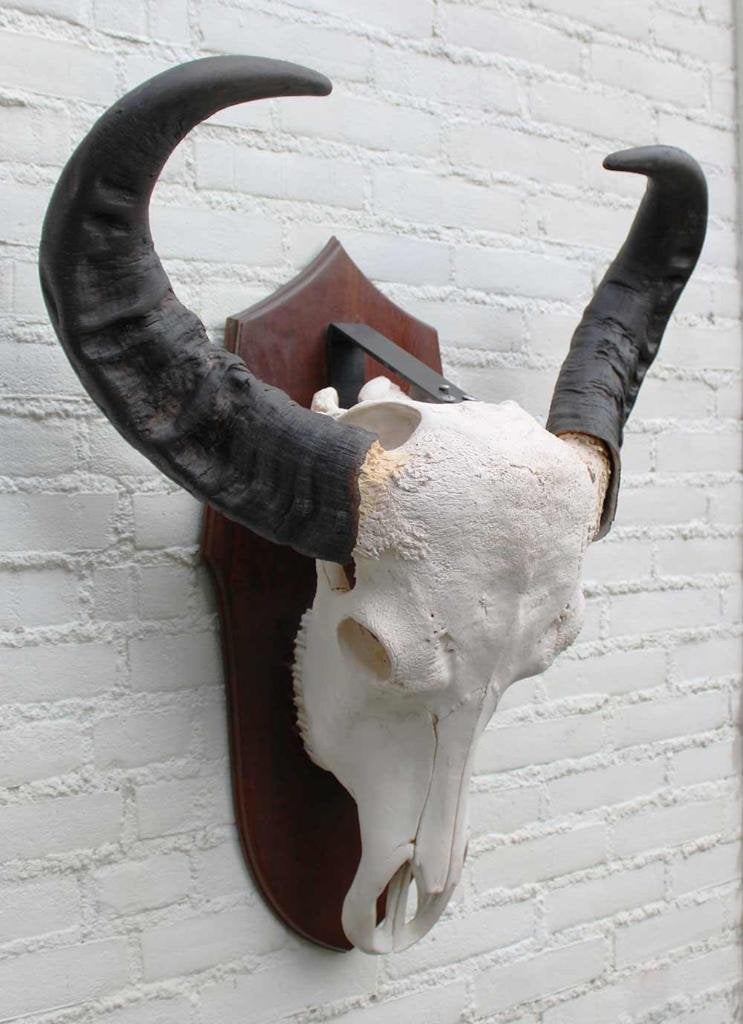 Grote zware schedel AUSTRALISCHE WATERBUFFEL op schild, Collections, Enlèvement, Utilisé, Animal sauvage, Crâne