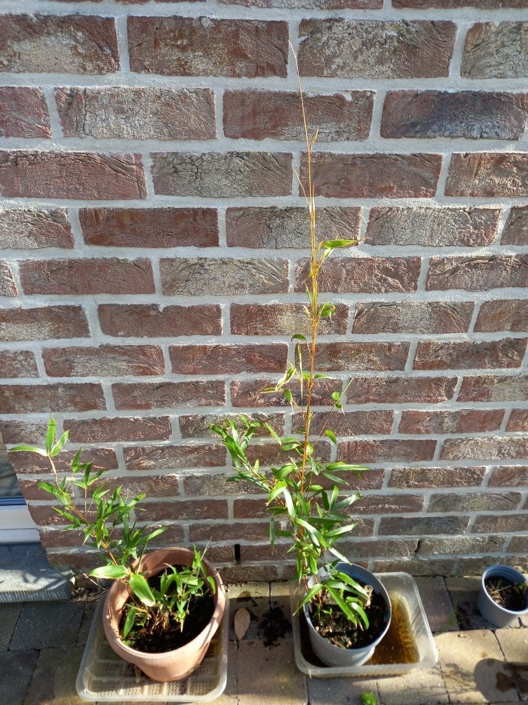 2 Jeunes bambous dorés en pot, Ophalen, Vaste plant, Overige soorten