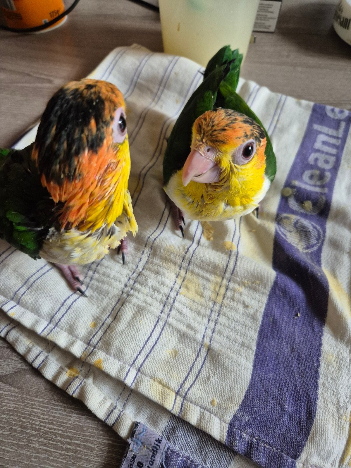 handtamme groendij caiques, Geslacht onbekend, Papegaai, Tam