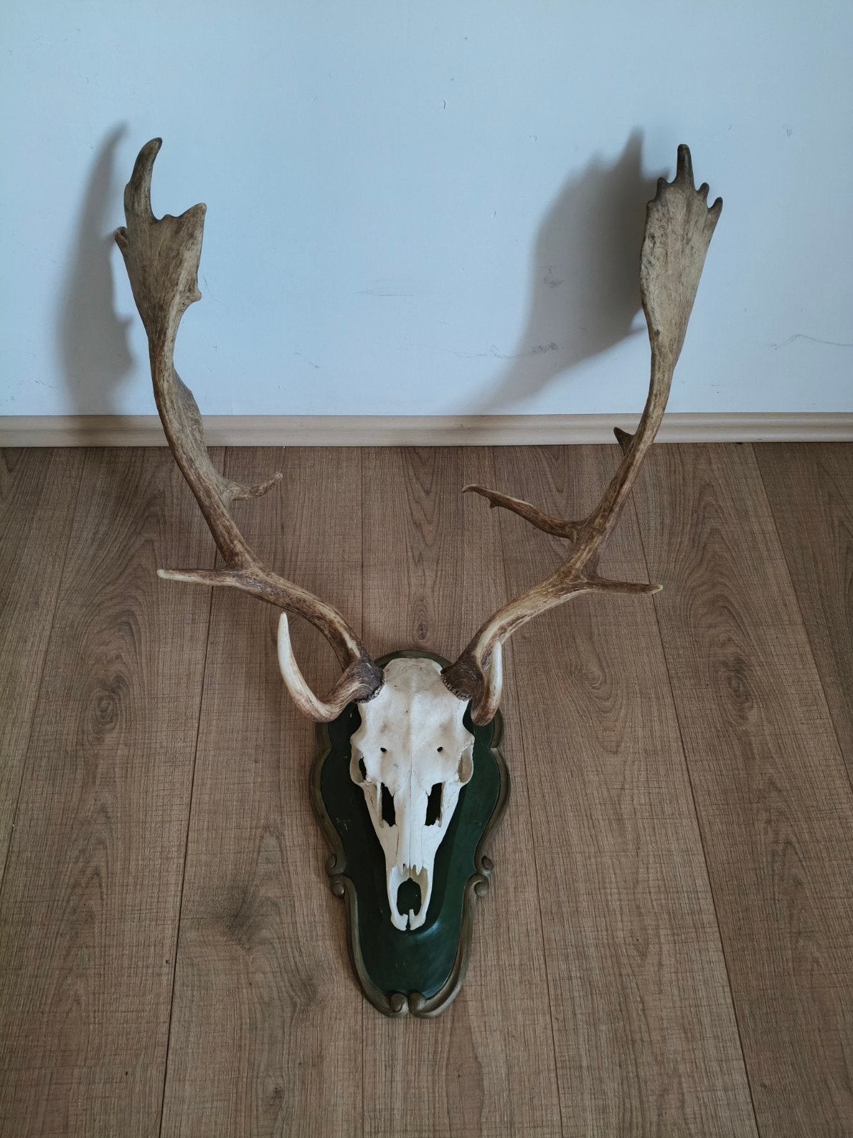 trophée de chasse Daim européen, Enlèvement, Crâne