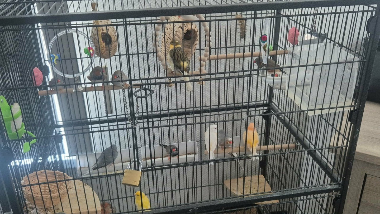 6 canaris,12 mandarins,2 diamants, Dieren en Toebehoren, Ophalen