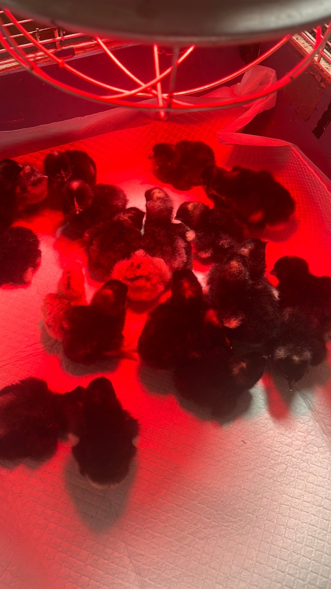 Eendags kuikens Mechelse koekoek, Animaux & Accessoires
