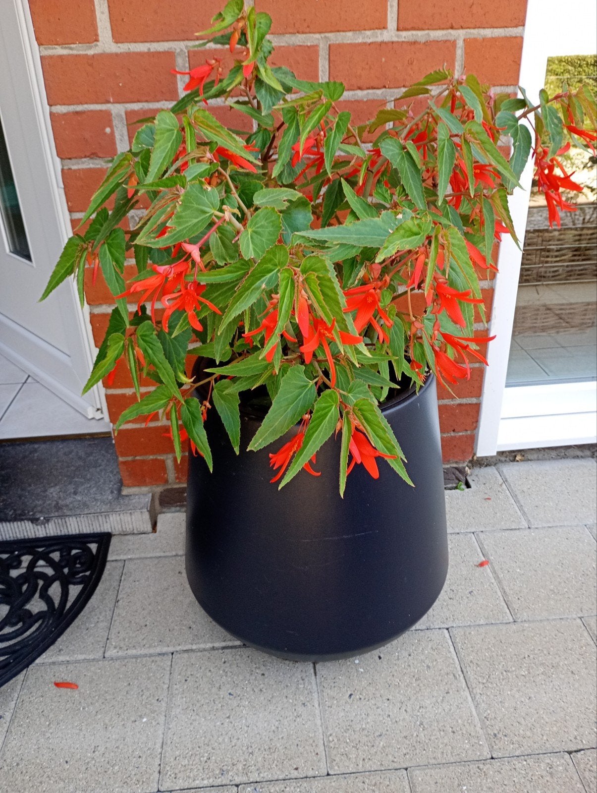 Grand bac à fleurs, Jardin & Terrasse, Enlèvement