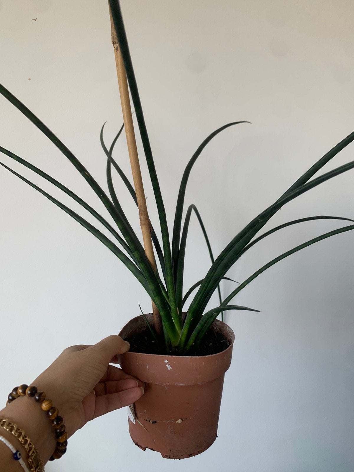 Sanseveria plante, Enlèvement