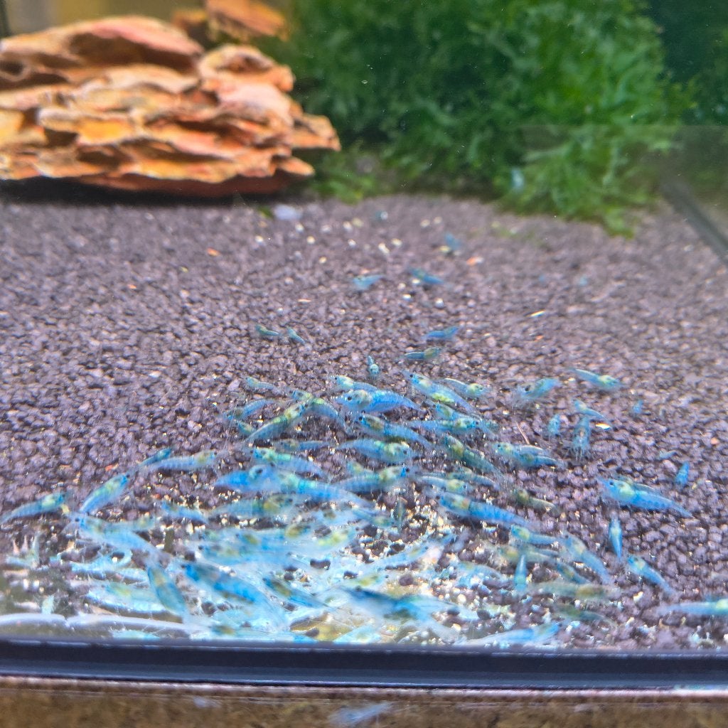 Blue Jelly garnalen, Homard, Crabe ou Crevette, Poisson d'eau douce