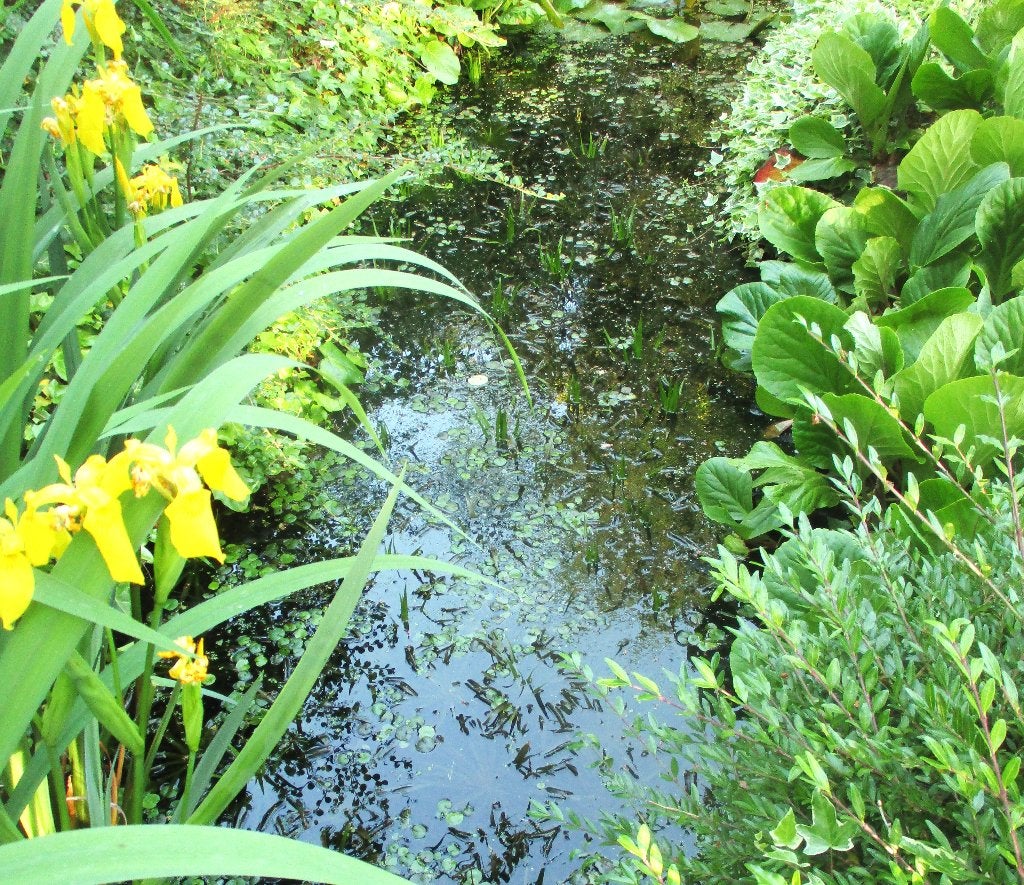 Krabbescheer . Stratiotes Aloides, Tuin en Terras, Ophalen, Nieuw