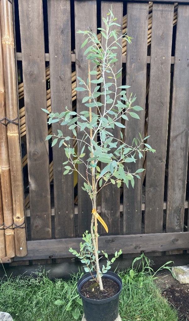 Eucalyptus coccifera, Jardin & Terrasse, Plantes | Arbres, En pot, Autres espèces, Enlèvement, Été