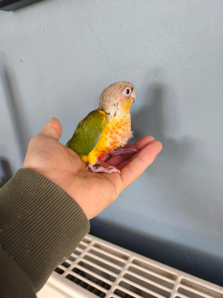 Conure molinae eam, Dieren en Toebehoren, Geringd