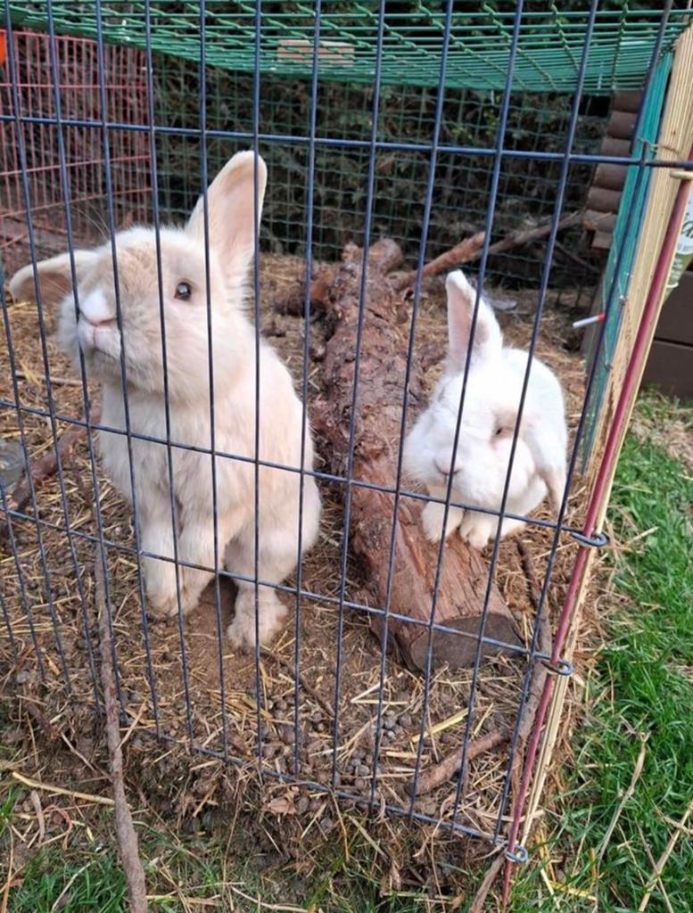 Lief teddymix konijnenduo zoekt een nieuwe huis, Hangoor