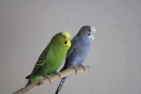 Gezocht: oudere grasparkiet, Animaux & Accessoires, Oiseaux | Perruches & Perroquets, Perruche, Mâle