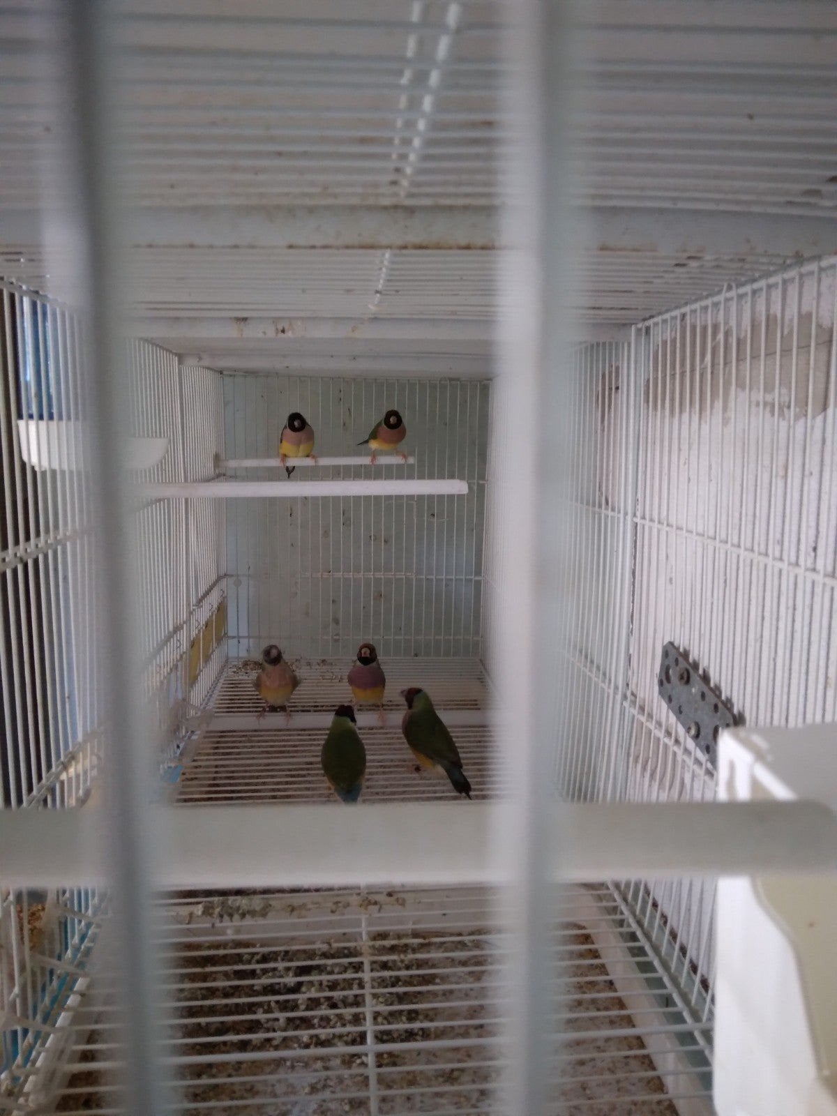 4 koppels couldamandine jaar 2024 jaar2025 50euro per koppel, Animaux & Accessoires, Oiseaux | Canaris