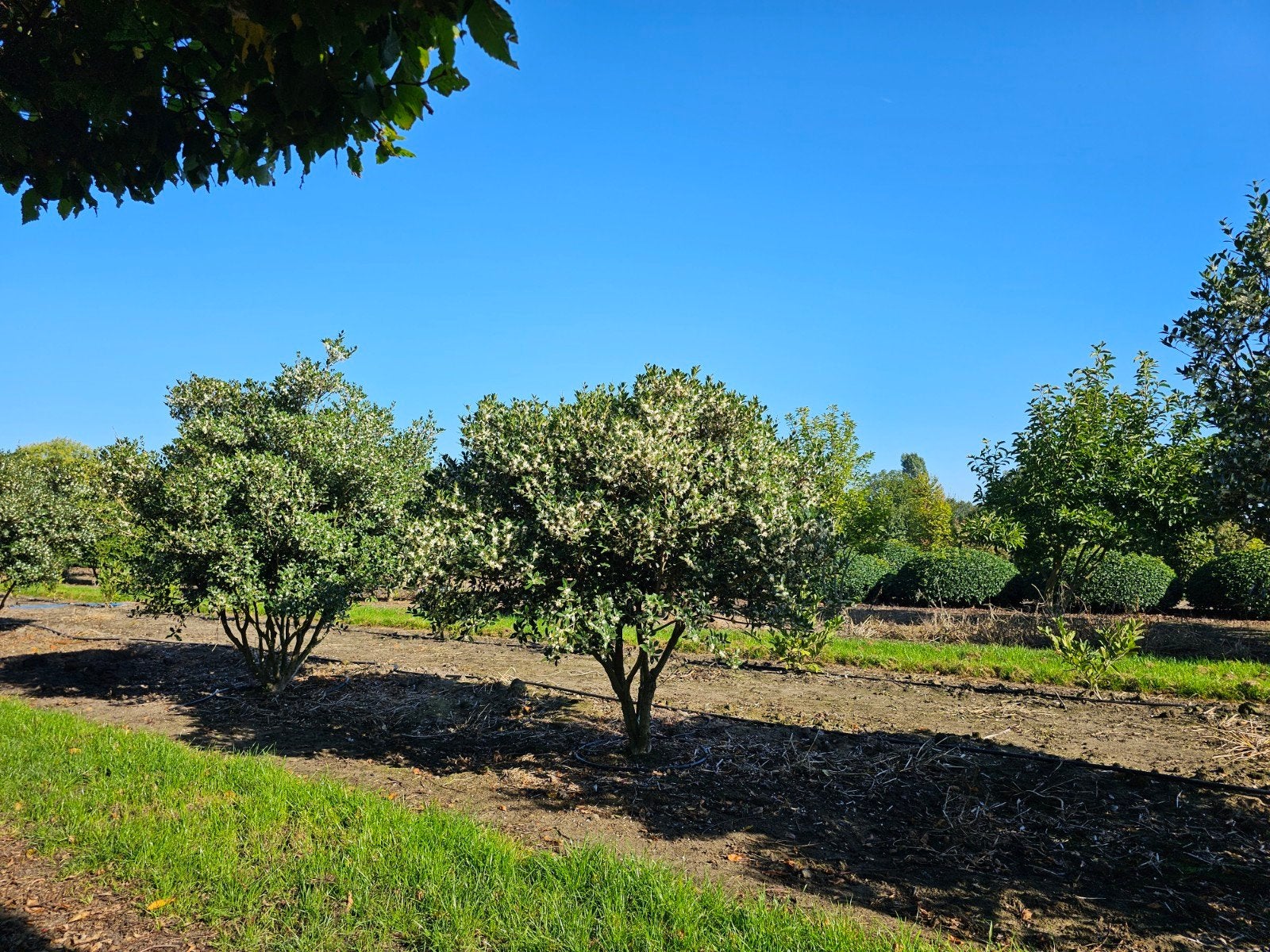Osmanthus heterophyllus meerstam, Enlèvement