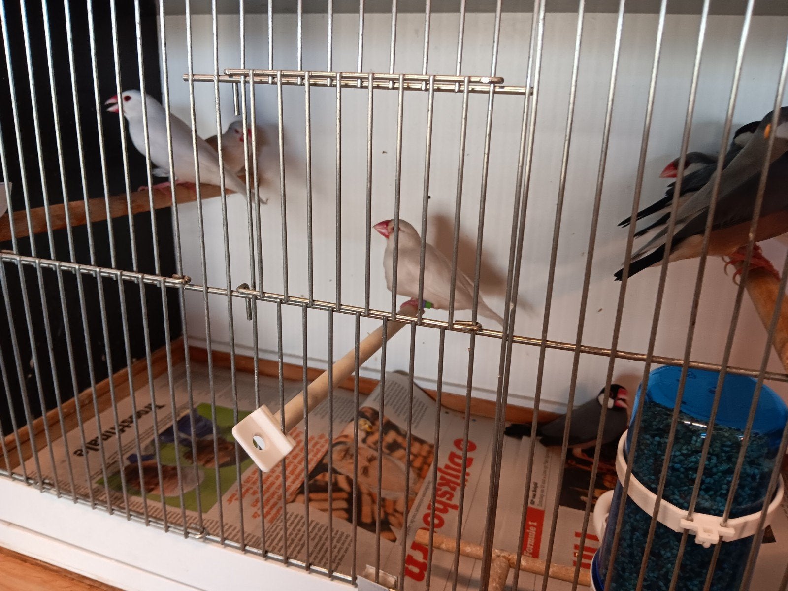 rijstvogels - padda's, Dieren en Toebehoren
