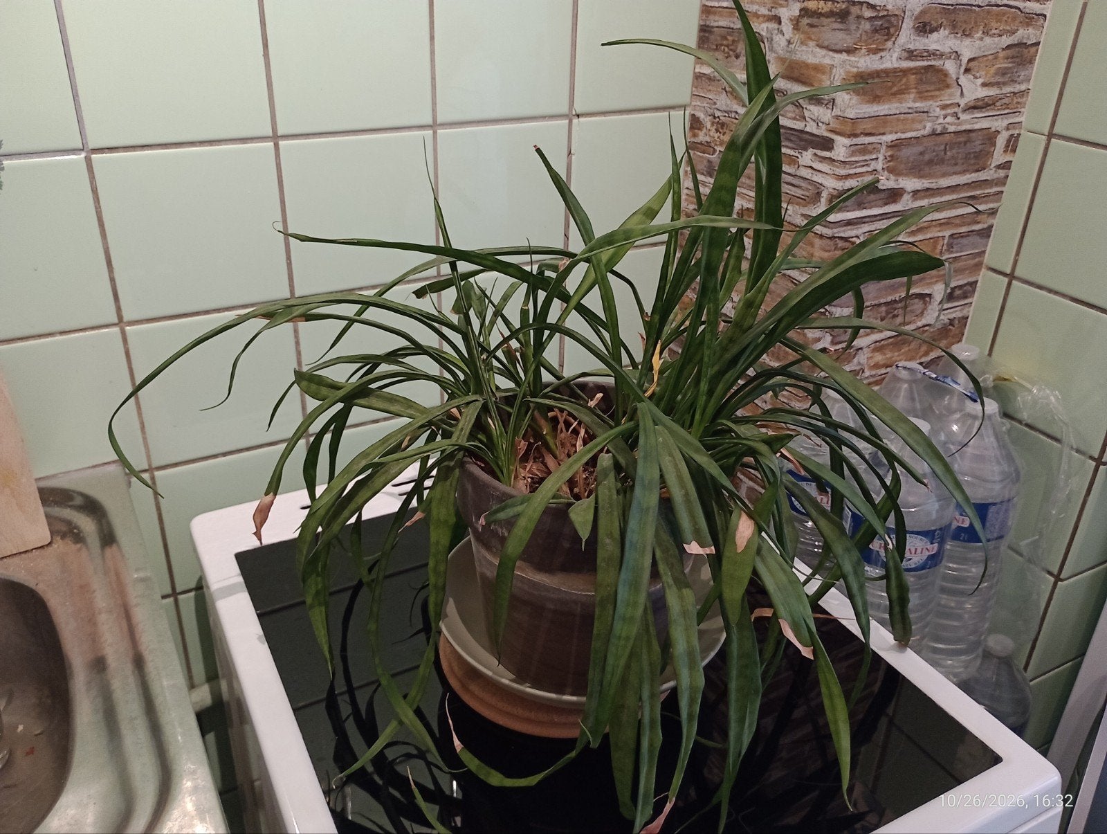 Sanseviere sansevieria trifasciata avec pot terre cuite, Maison & Meubles, Autres espèces, En pot, Moins de 100 cm, Enlèvement