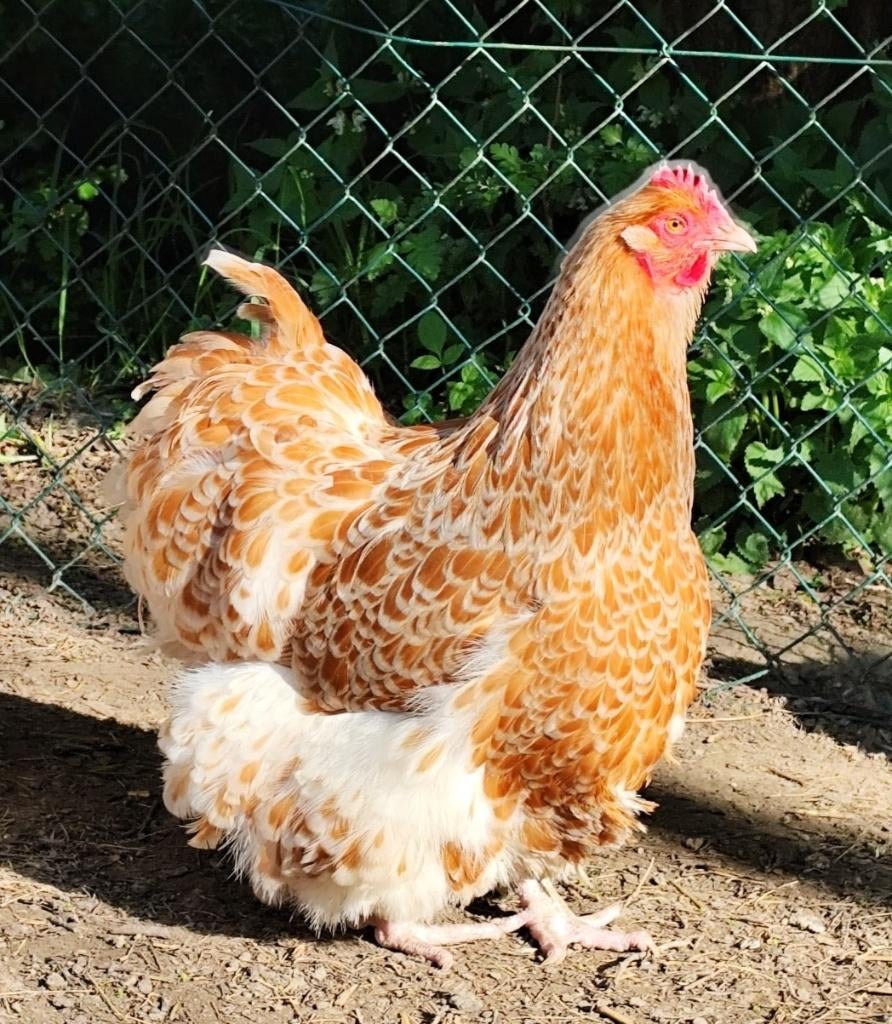 Groot orpington zeldzame kleuren broedeieren, Dieren en Toebehoren, Pluimvee, Geslacht onbekend, Overige soorten
