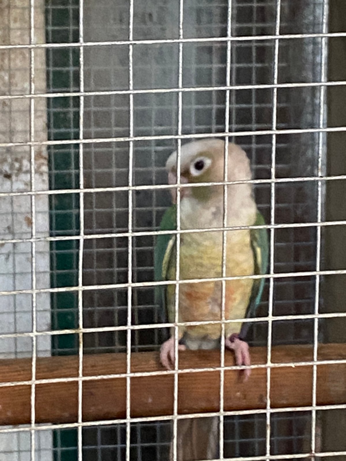 Conure, Femelle
