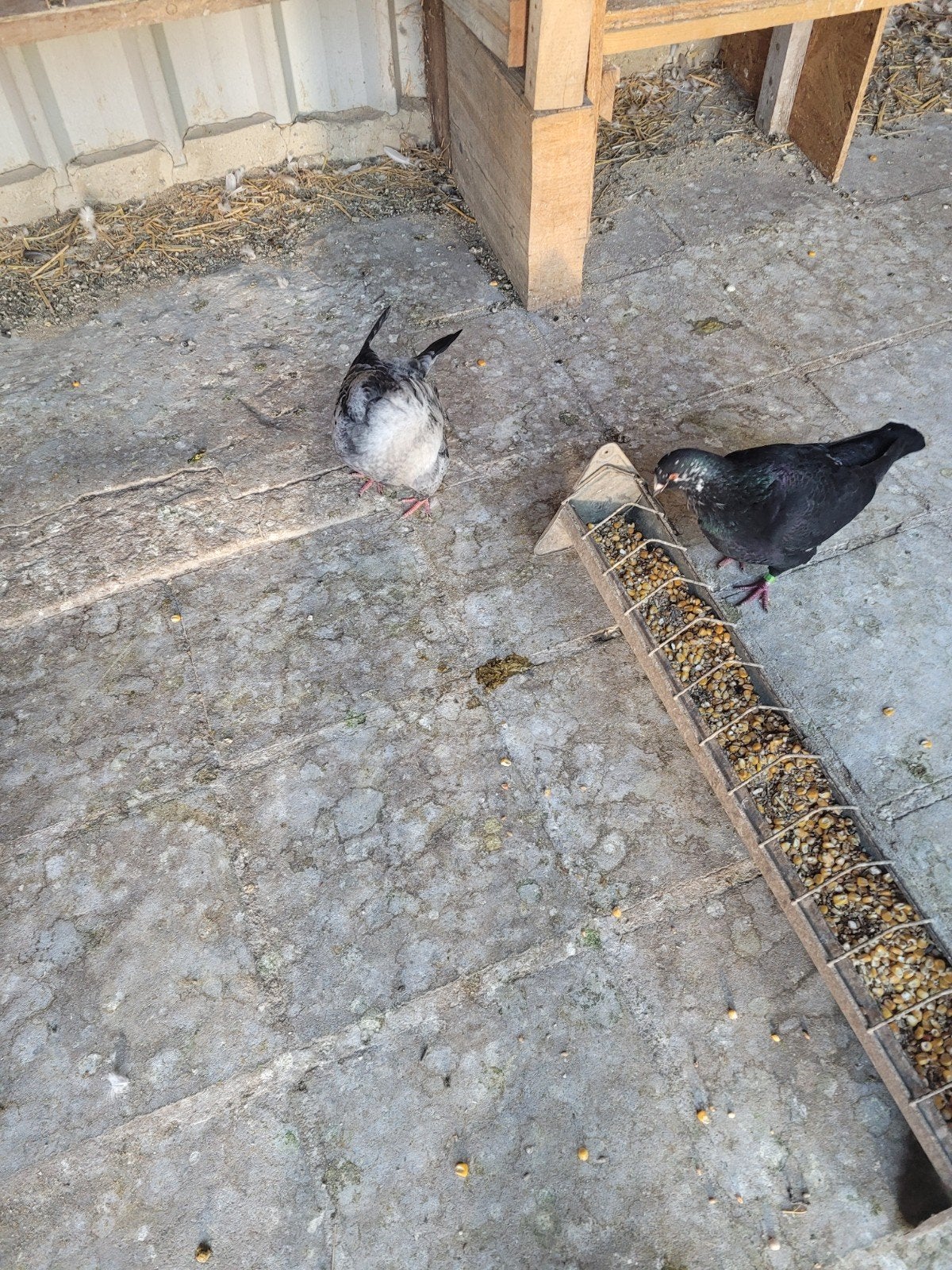 Volaille, Animaux & Accessoires