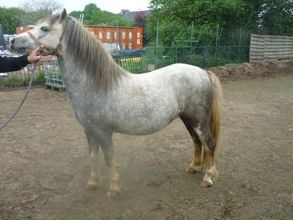 welsh merrie met stamboek, Dieren en Toebehoren, Merrie, Met stamboom, A pony (tot 1.17m), 3 tot 6 jaar