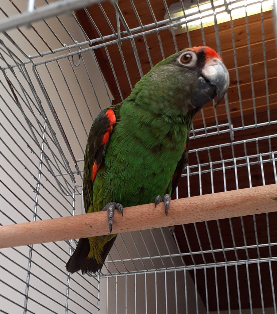 Jardine papegaai te koop, Animaux & Accessoires, Animaux Autre, Avril, Mâle