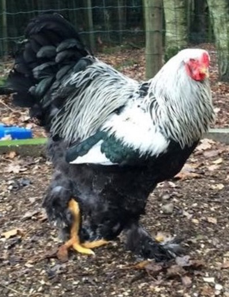 Brahma zilverpatrijs haan, Mâle, Poule ou poulet