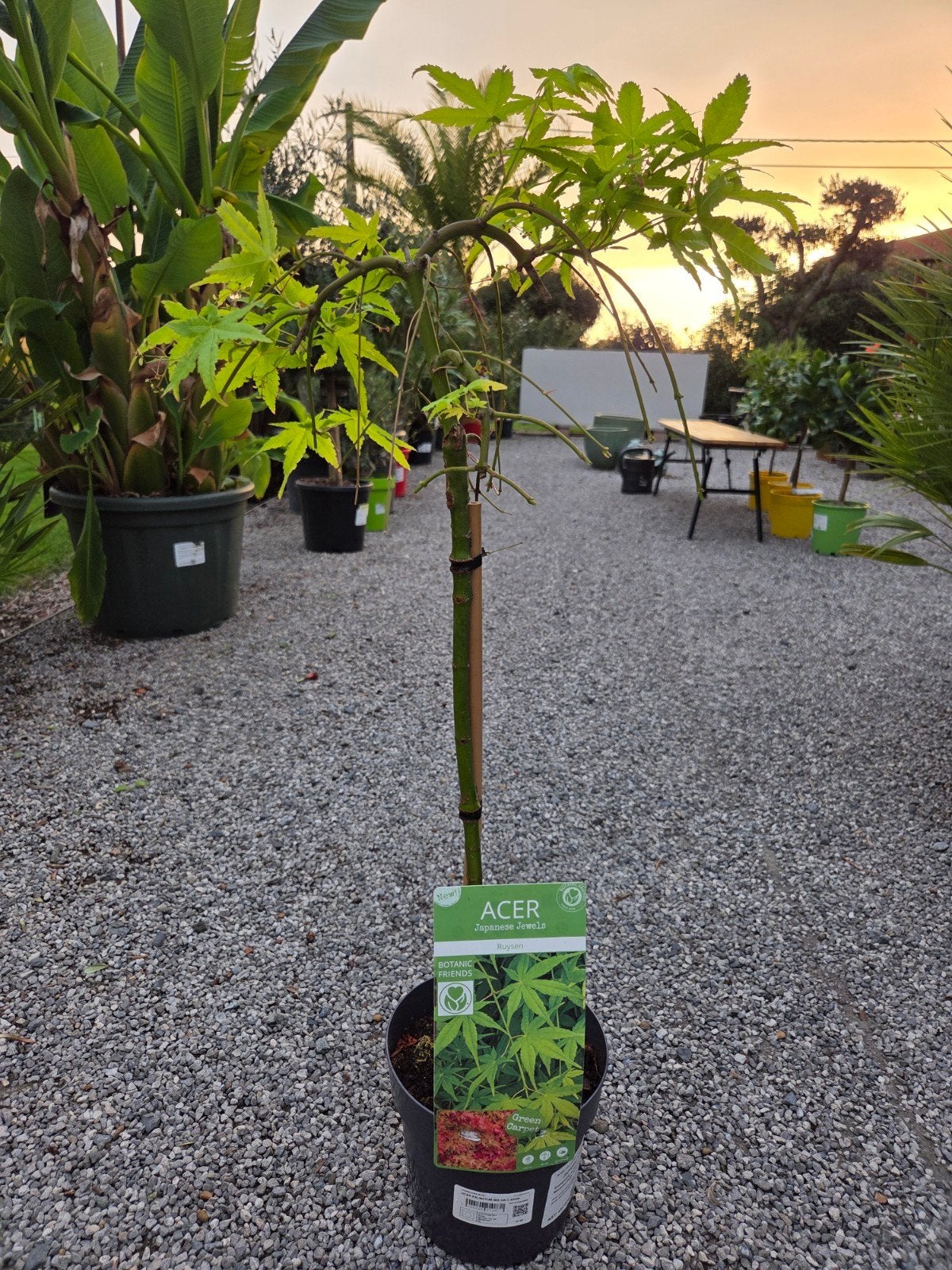 Acer Palmatum 'Ruysen', Tuin en Terras, Ophalen, Halfschaduw